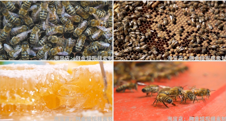蜜蜂人养蜂蜂巢养殖采蜂蜜蜂箱抖音短视频自媒体高清实拍素材剪辑插图7