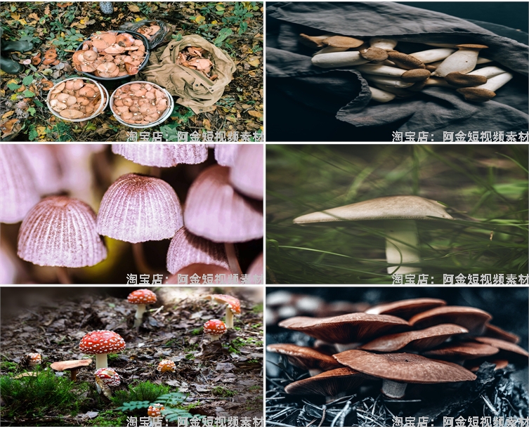 蘑菇菌类植物野外野生菌种香菇食用菌特写摄影设计高清素材图片照插图7