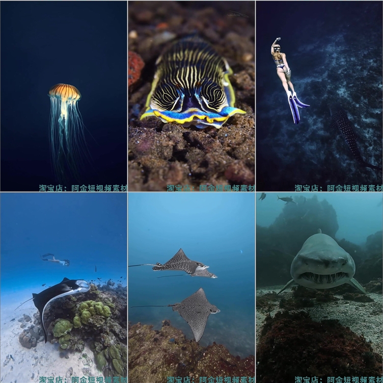 竖屏海底鱼类实拍海洋生物风景抖音高清解压短视频小说推文素材插图7