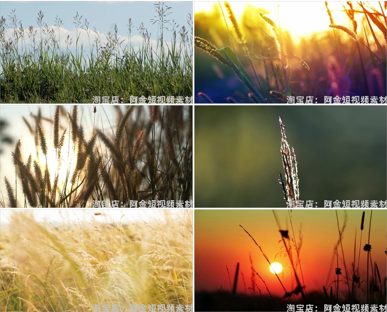 唯美野花野草自然植物夕阳风景素材高清旅游自然治愈系短视频背景插图5