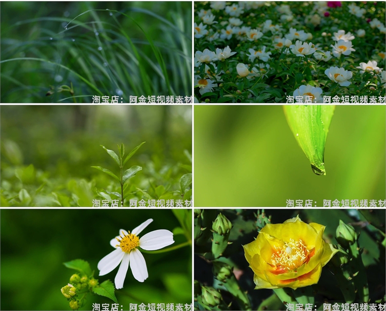 植物生长种子快速发芽延时绿色幼苗破土而出春天视频剪辑视频素材插图7