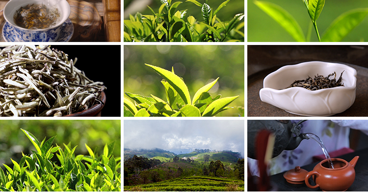 茶园采茶嫩绿色茶树特写茶艺文化茶道泡茶山红茶喝茶采摘视频素材插图7