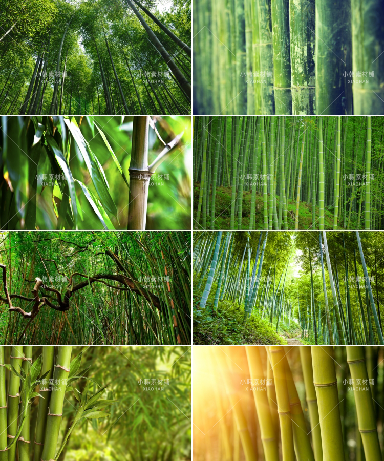 100张竹林竹子风景横版高清抖音自媒体pr剪辑背景图片素材插图7