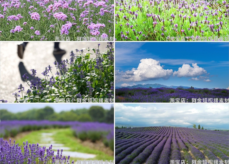 紫色薰衣草唯美花海庄园农田风景素材高清旅游自然治愈系视频背景插图5