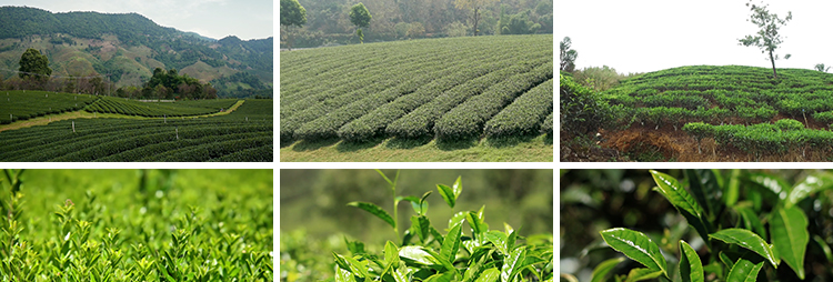 茶园采茶嫩绿色茶树特写茶艺文化茶道泡茶山红茶喝茶采摘视频素材插图5