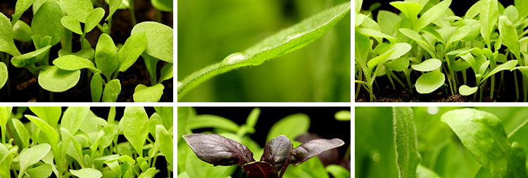 种子发芽植物快速生长延时绿色幼苗嫩苗从土壤破土而出短视频素材插图5