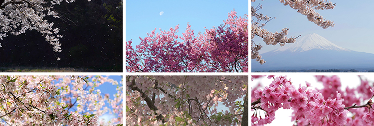 樱花树枝花海唯美浪漫花瓣飘飞春天风景粉色白色实拍空境视频素材插图12
