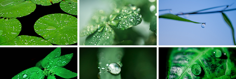 水珠清新绿色露珠露水青草小草叶子雨后水滴JPG高清图片设计素材插图5