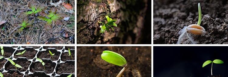 春天植物发芽生长嫩芽萌芽土壤成长希望绿色青草生机高清图片素材插图5