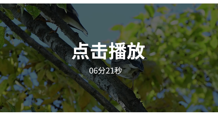 春天万物复苏发芽春暖花开清新树叶植物阳光自然风景实拍视频素材插图5