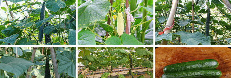 新鲜蔬菜水果黄瓜大棚种植黄瓜架农业产品特写高清实拍短视频素材插图5