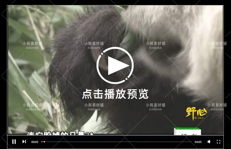 野生动物保护纪录片熊猫列传全10集中视频自媒体解说高清视频素材插图4