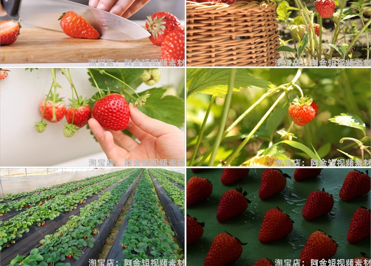 草莓种植园水果采摘大棚果园红色特写抖音短视频高清实拍素材剪辑插图4