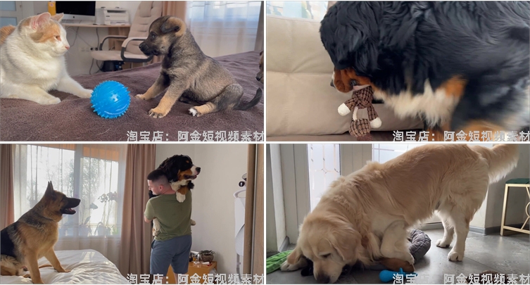 国外宠物萌宠搞笑动物猫咪狗狗抖音短视频自媒体高清实拍素材剪辑插图5