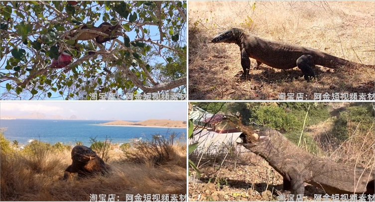 国外科莫多巨蜥吞咽猎物动物猎奇捕猎视频自媒体高清实拍素材剪辑插图5