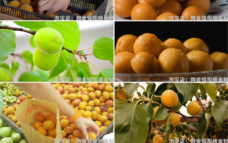 金黄杏子果树农业种植采摘果园抖音短视频自媒体高清实拍素材剪辑插图5