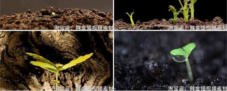 绿色植物生长破土而出种子发芽幼苗快速长大延时抖音短视频素材插图5