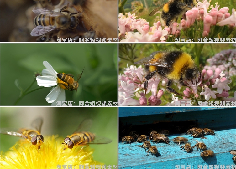 蜜蜂采蜜蜂巢养殖养蜂业花朵花粉采花蜜特写视频高清实拍素材剪辑插图5