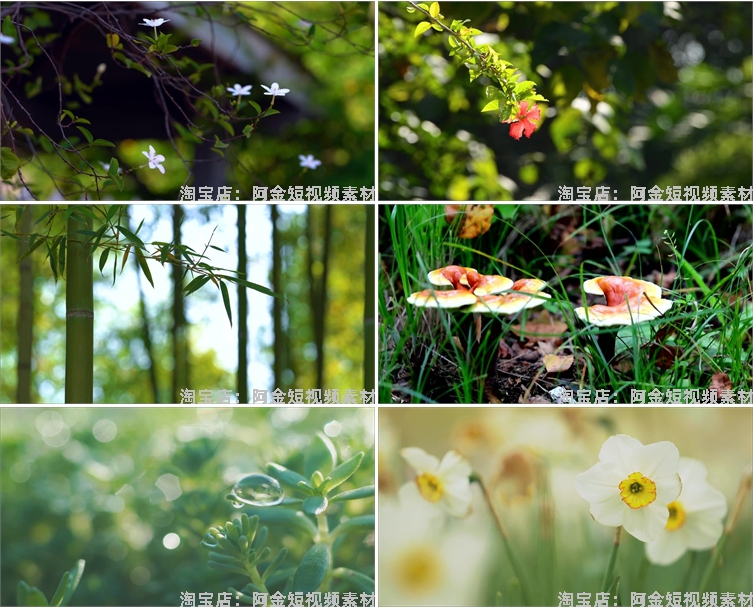 植物生长种子快速发芽延时绿色幼苗破土而出春天视频剪辑视频素材插图5
