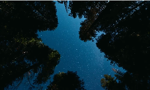 俯拍透过树木看星空美景短视频素材
